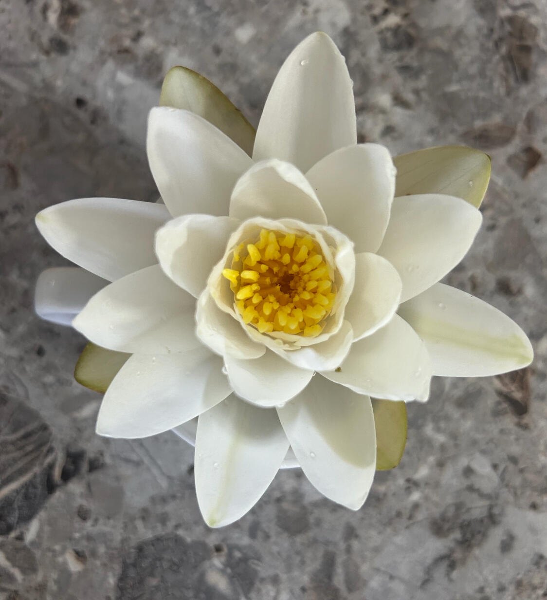 Bloom